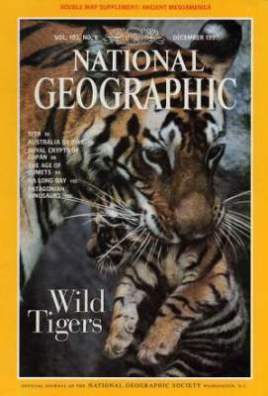 /img/Wild Tigers.jpg